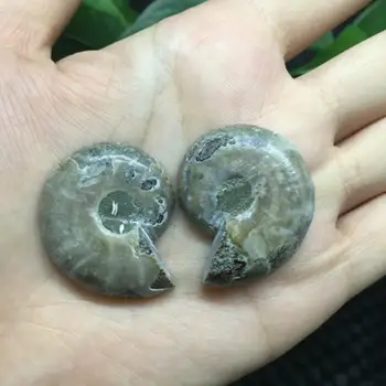 2pcs Split Ammonite Fosilnih Primerkov Zdravljenje Lupini Madagaskar Naravni Kamni In Minerali, Fosili Dekor Nakit Darilo