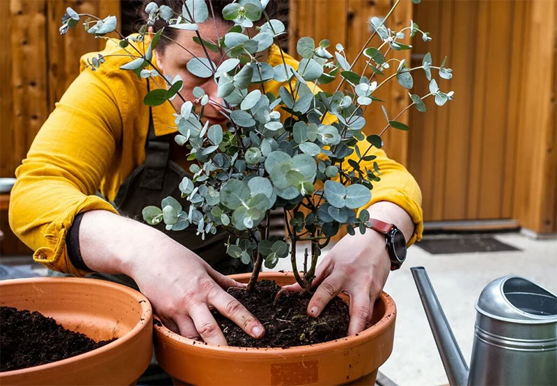 gojenje evkaliptusa v cvetličnem lončku